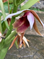 Phaius