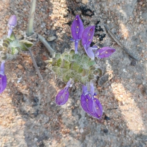 Coleus lasianthus, photograph 3