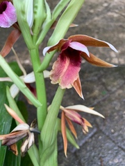 Phaius