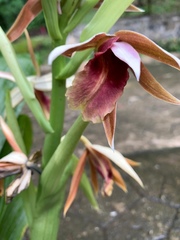 Phaius