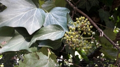 Hedera helix