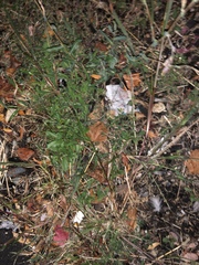 Angiospermae