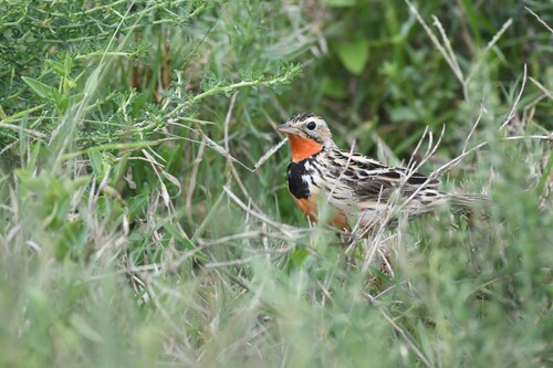 Rosy-throated Longclaw (Macronyx ameliae), photo 3