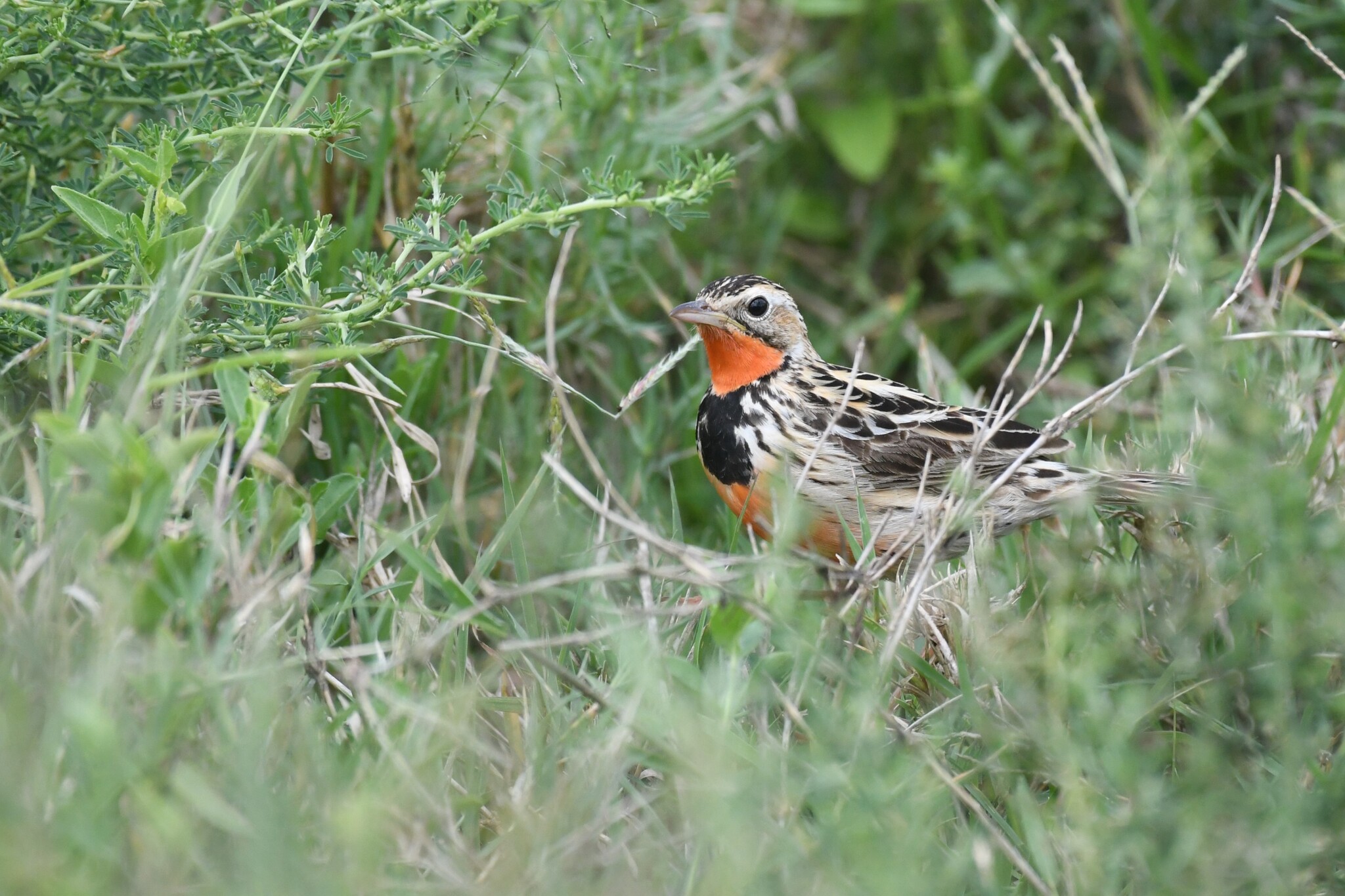 Rosy-throated Longclaw (Macronyx ameliae), photo 3