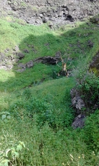 Trichonephila senegalensis