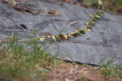 Milesia crabroniformis