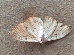 Hemileucinae