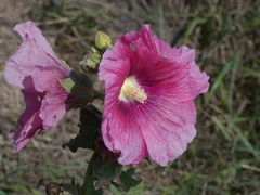Alcea