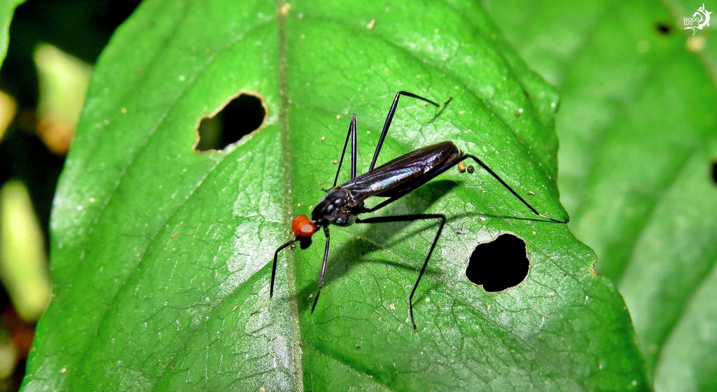 Scipopus heteropus