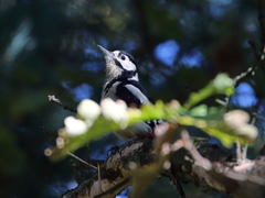 Dendrocopos major