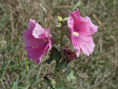 Alcea