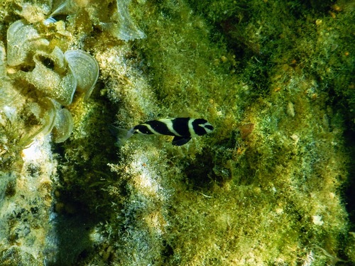 Voetballer-juffertje (Chrysiptera annulata) — Pomacentridae — 3