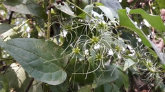 Clematis vitalba