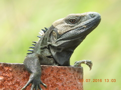 Ctenosaura acanthura