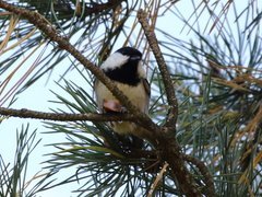 Periparus ater