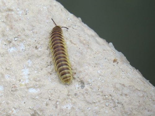Rhysodesmus texicolens