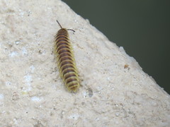 Rhysodesmus texicolens