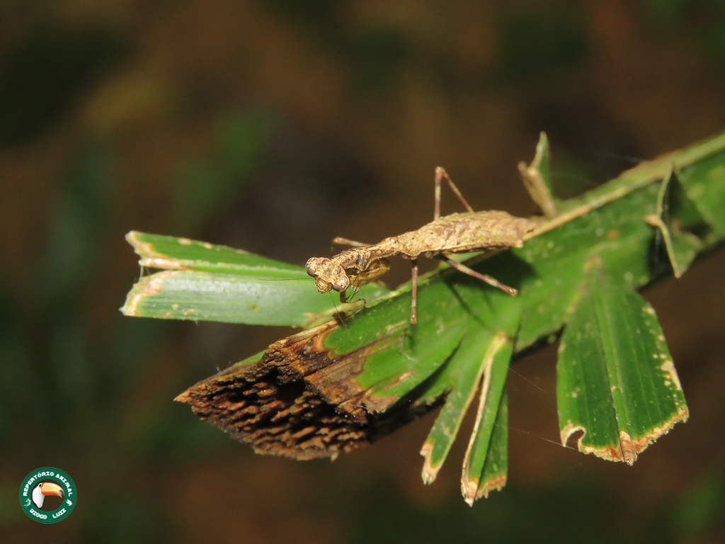 Chloromiopteryx plurilobata