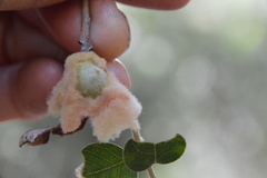 Andricus crystallinus