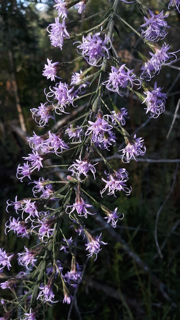 Gholson's blazing star