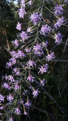Gholson's blazing star (Liatris gholsonii)