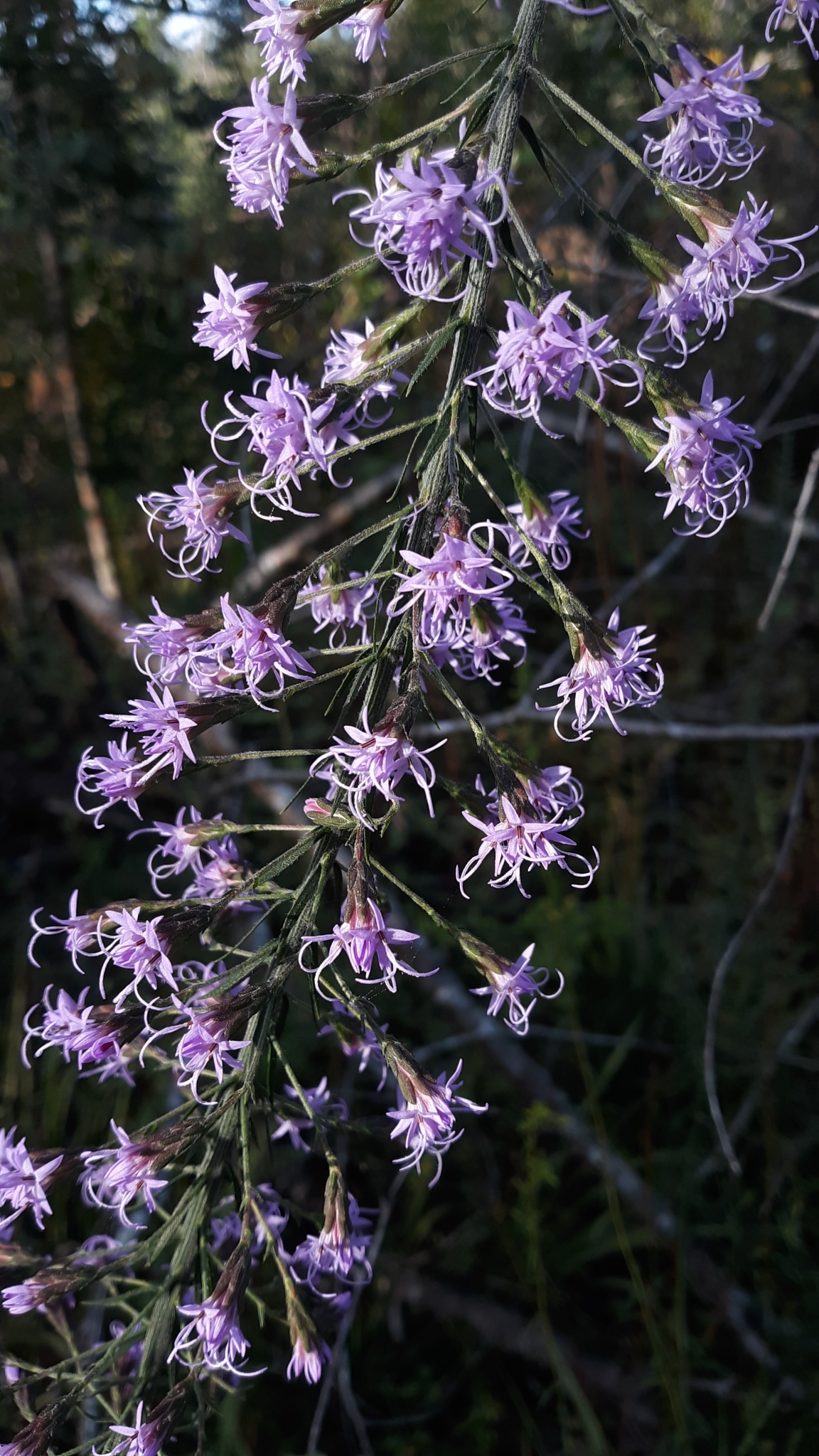 Liatris gholsonii