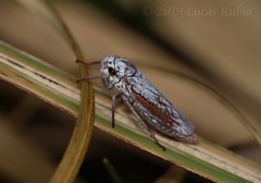 Tretogonia