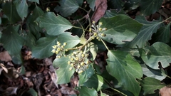 Hedera helix