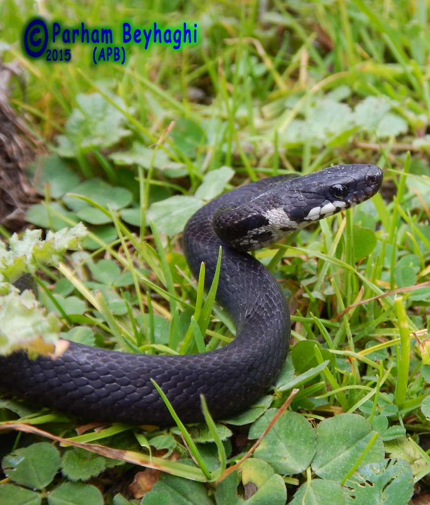 Persian Rat Snake