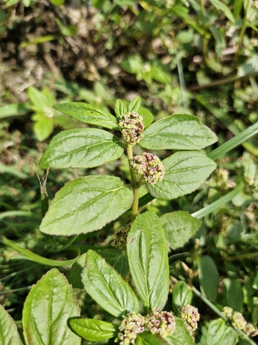 Asthma Plant
