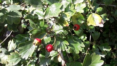 Crataegus monogyna