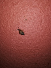 Cochlicella