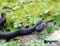 Zamenis persicus