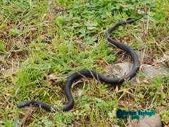 Zamenis persicus