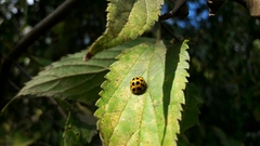 Harmonia axyridis