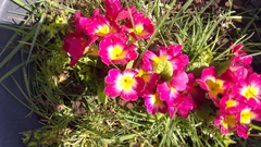 Primula × polyantha