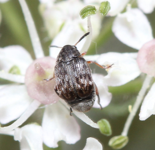 Bruchidius lividimanus