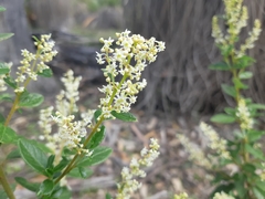 Trymalium odoratissimum