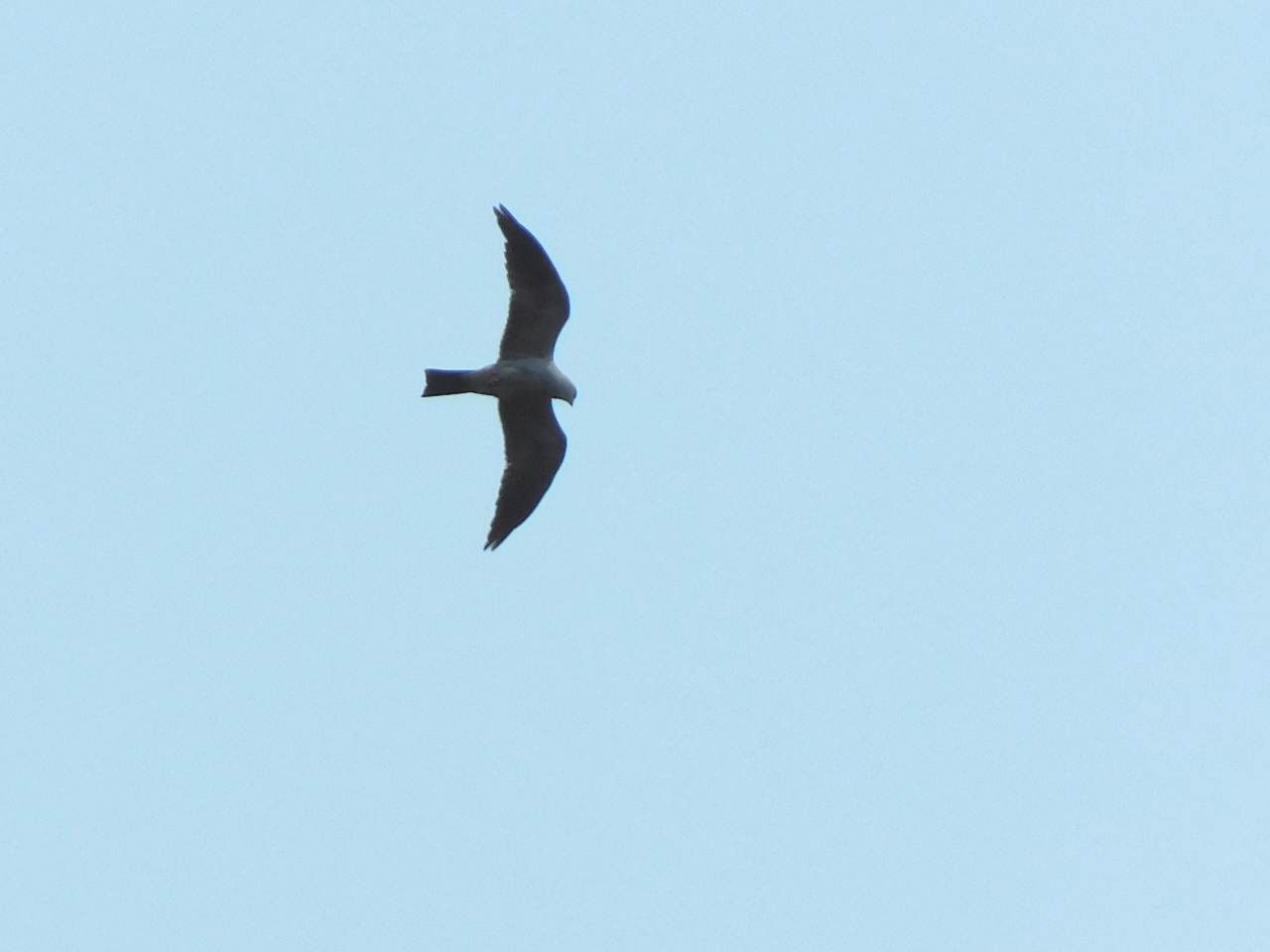 Mississippi Kite (Ictinia mississippiensis)
