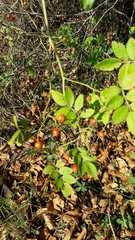 Rosa canina