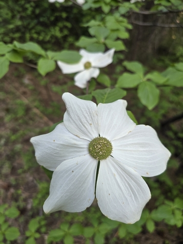 Cornus nuttallii