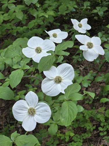 Cornus nuttallii