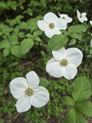 Cornus nuttallii