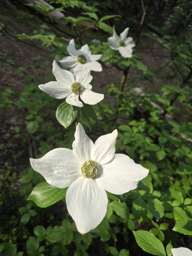 Pacific Dogwood