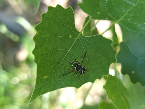 Unknown species found near Caldwell, ID 83607, USA