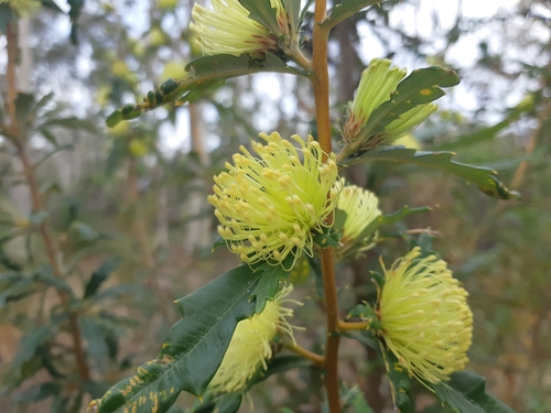 Banksia squarrosa (R.Br.) A.R.Mast & K.R.Thiele
