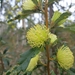 Banksia squarrosa - Photo (c) Ray Turnbull, alguns direitos reservados (CC BY-NC), uploaded by Ray Turnbull