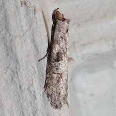 Ellabella melanoclista