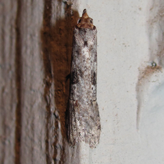 Ellabella melanoclista