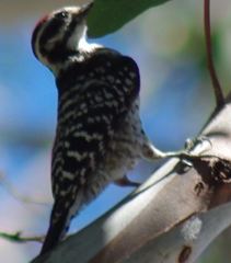 Dryobates nuttallii